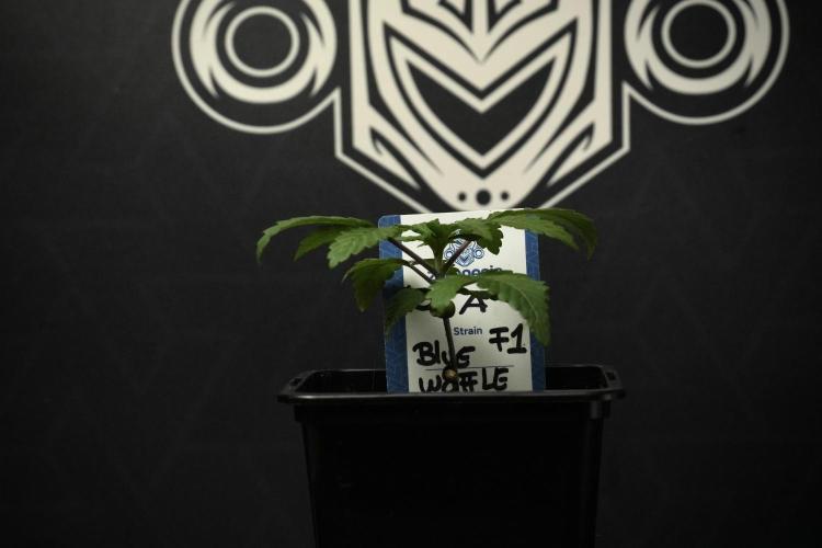 Blue Waffle F1 Zamnesia Pheno A. Week 2 - Blue waffle F1 plant A
