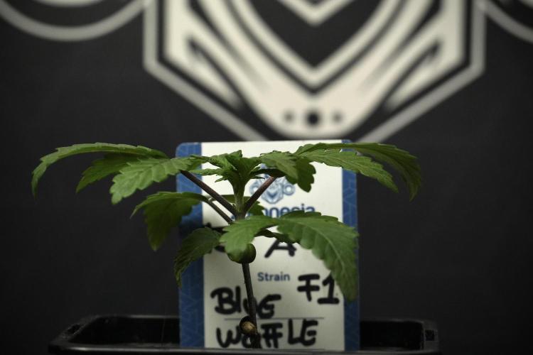 Blue Waffle F1 Zamnesia Pheno A. Week 2 - Blue waffle F1 plant A