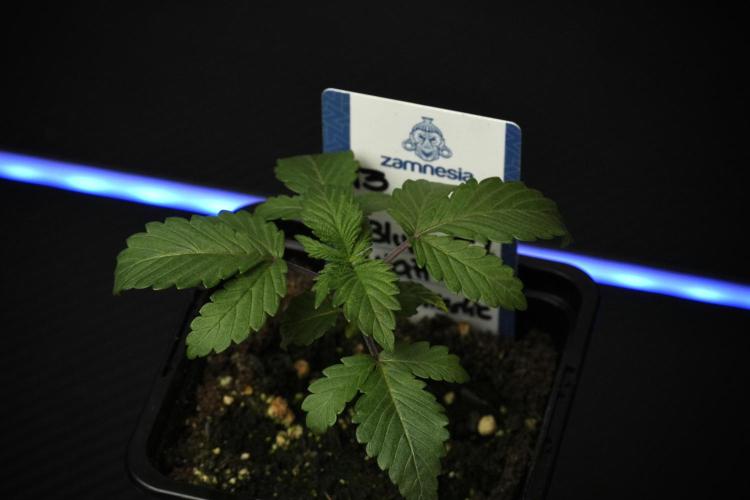 Blue Waffle F1 Zamnesia Pheno A. Week 2 - Blue waffle F1 plant A