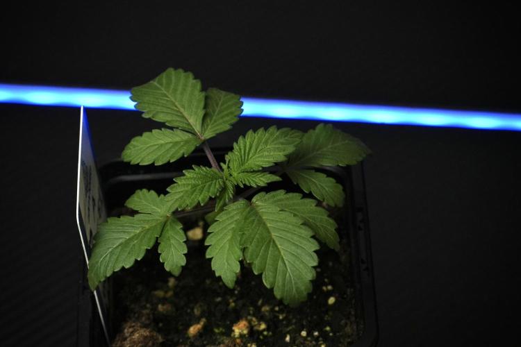 Blue Waffle F1 Zamnesia Pheno A. Week 2 - Blue waffle F1 plant A