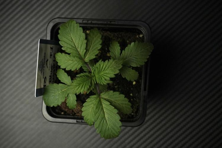 Blue Waffle F1 Zamnesia Pheno A. Week 2 - Blue waffle F1 plant A