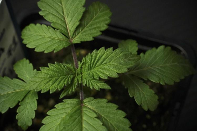 Blue Waffle F1 Zamnesia Pheno A. Week 2 - Blue waffle F1 plant A