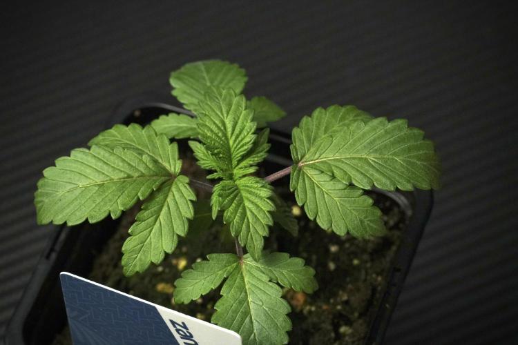 Blue Waffle F1 Zamnesia Pheno A. Week 2 - Blue waffle F1 plant A