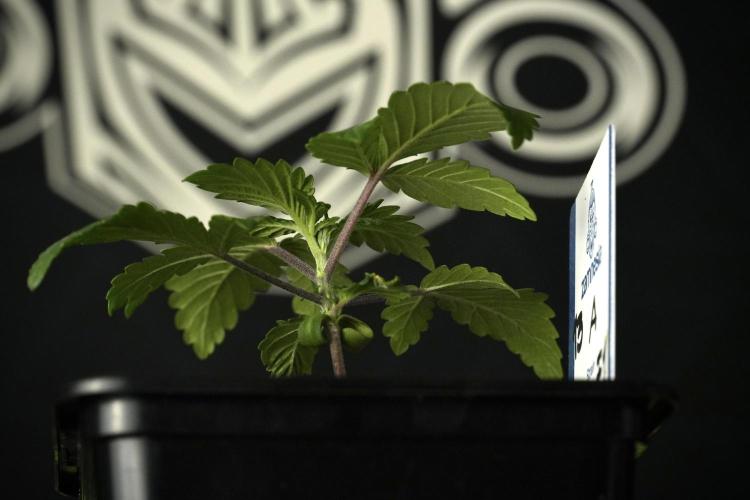 Blue Waffle F1 Zamnesia Pheno A. Week 2 - Blue waffle F1 plant A