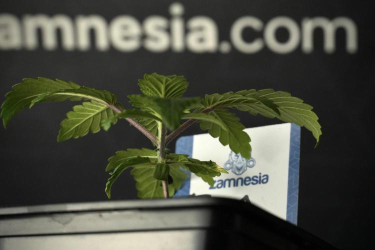 Blue Waffle F1 Zamnesia Pheno A. Week 2 - Blue waffle F1 plant A