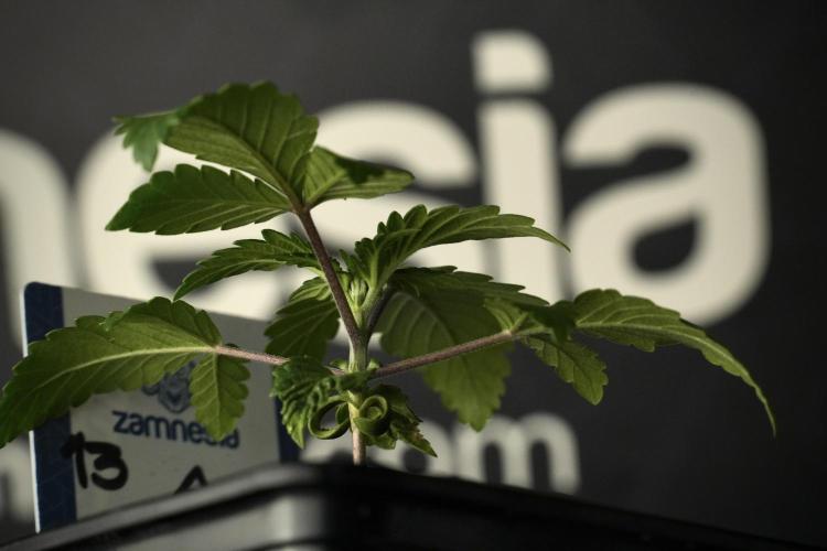 Blue Waffle F1 Zamnesia Pheno A. Week 2 - Blue waffle F1 plant A
