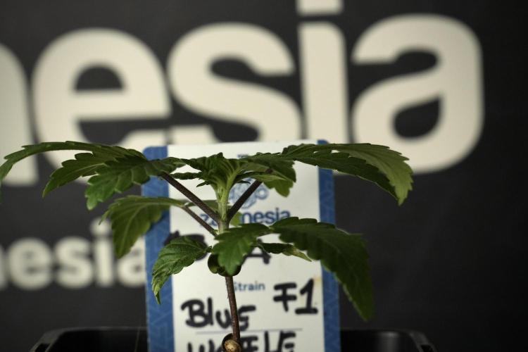 Blue Waffle F1 Zamnesia Pheno A. Week 2 - Blue waffle F1 plant A