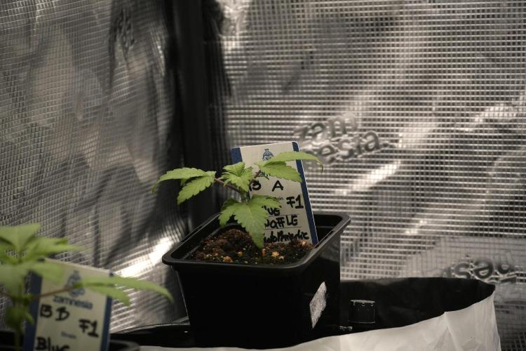 Blue Waffle F1 Zamnesia Pheno A. Week 2 - Blue waffle F1 plant A