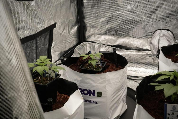 Blue Waffle F1 Zamnesia Pheno A. Week 2 - Blue waffle F1 plant A transplant day 