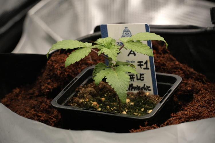 Blue Waffle F1 Zamnesia Pheno A. Week 2 - Blue waffle F1 plant A transplant day 