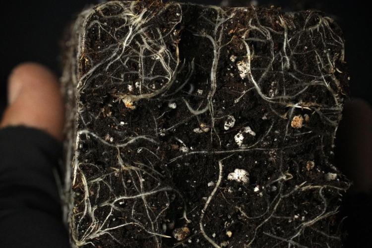 Blue Waffle F1 Zamnesia Pheno A. Week 2 - Blue waffle F1 plant A Roots 