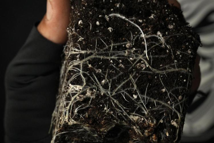 Blue Waffle F1 Zamnesia Pheno A. Week 2 - Blue waffle F1 plant A Roots 