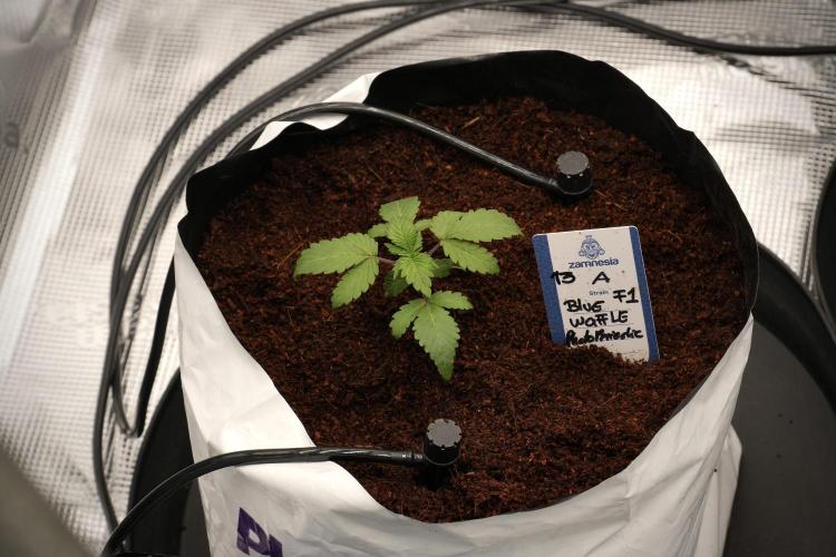 Blue Waffle F1 Zamnesia Pheno A. Week 2 - Blue waffle F1 plant A transplanted 