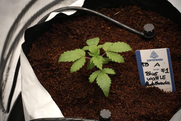 Blue Waffle F1 Zamnesia Pheno A. Week 2 - Blue waffle F1 plant A transplanted 
