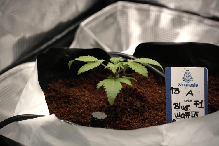 Blue Waffle F1 Zamnesia Pheno A. Week 2 - Blue waffle F1 plant A transplanted 