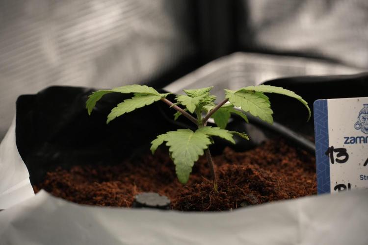 Blue Waffle F1 Zamnesia Pheno A. Week 2 - Blue waffle F1 plant A transplanted 