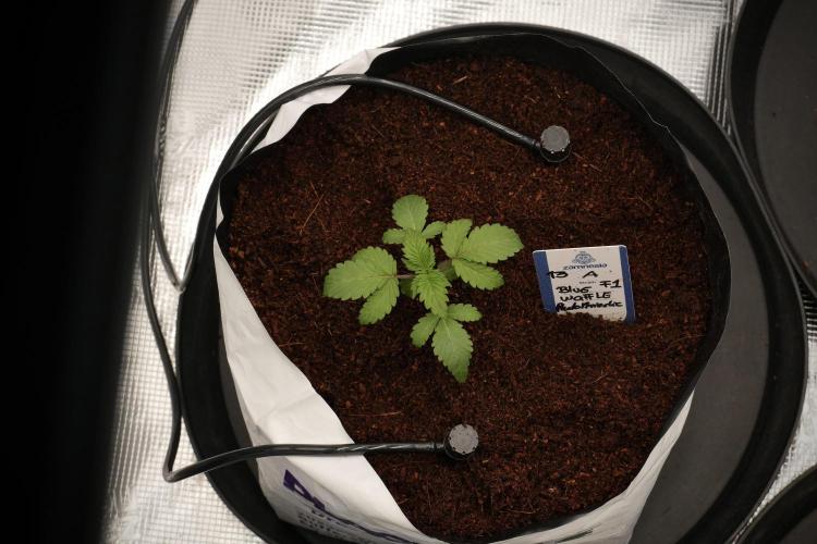 Blue Waffle F1 Zamnesia Pheno A. Week 2 - Blue waffle F1 plant A transplanted 