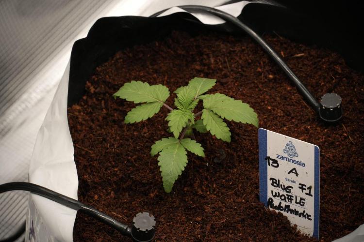 Blue Waffle F1 Zamnesia Pheno A. Week 2 - Blue waffle F1 plant A transplanted 