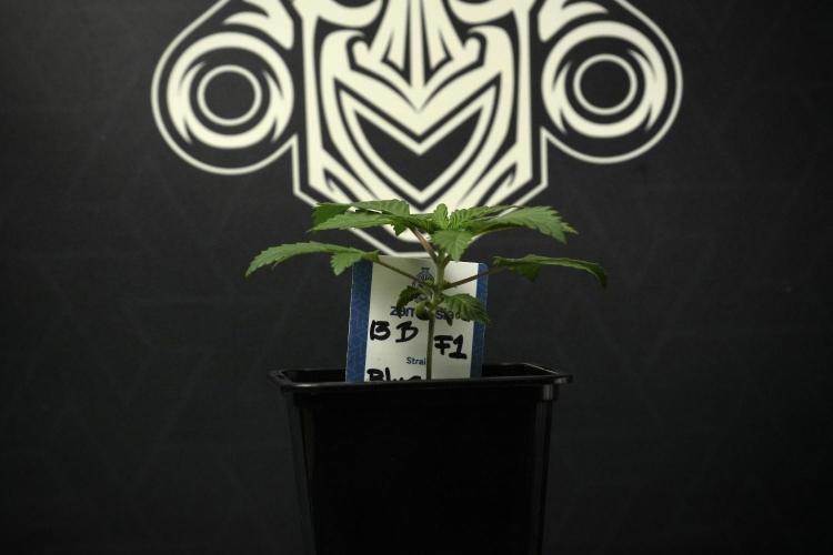 Pheno B Blue Waffle  F1 Zamnesia. Week 2 - Blue Waffle F1