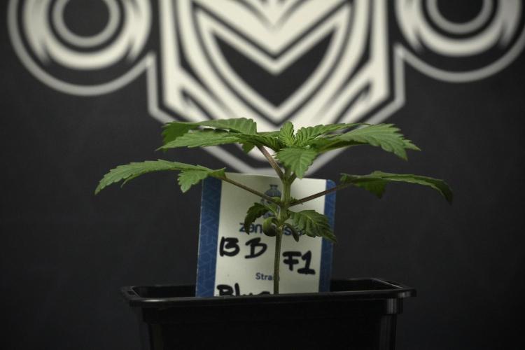 Pheno B Blue Waffle  F1 Zamnesia. Week 2 - Blue Waffle F1