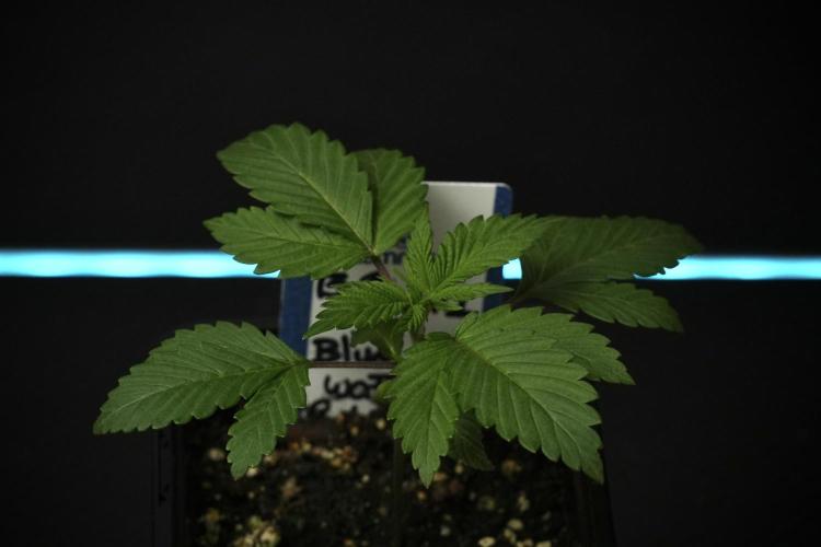 Pheno B Blue Waffle  F1 Zamnesia. Week 2 - Blue Waffle F1