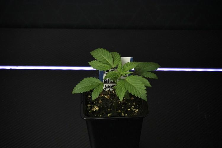 Pheno B Blue Waffle  F1 Zamnesia. Week 2 - Blue Waffle F1