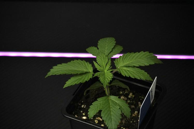 Pheno B Blue Waffle  F1 Zamnesia. Week 2 - Blue Waffle F1