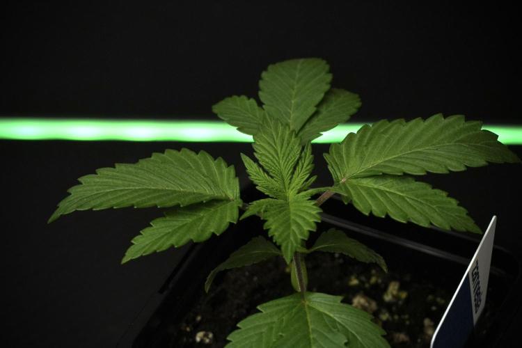 Pheno B Blue Waffle  F1 Zamnesia. Week 2 - Blue Waffle F1