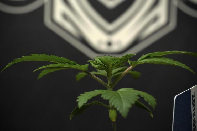 Pheno B Blue Waffle  F1 Zamnesia. Week 2 - Blue Waffle F1