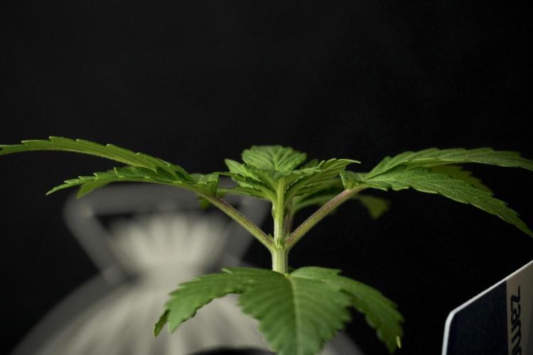 Pheno B Blue Waffle  F1 Zamnesia. Week 2 - Blue Waffle F1