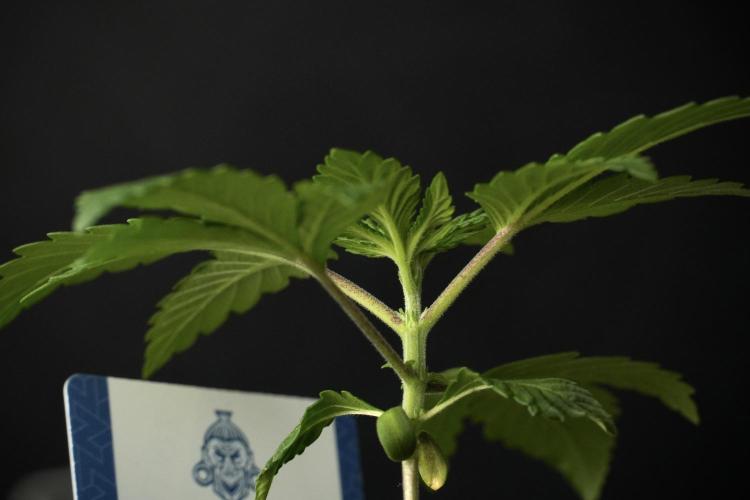 Pheno B Blue Waffle  F1 Zamnesia. Week 2 - Blue Waffle F1