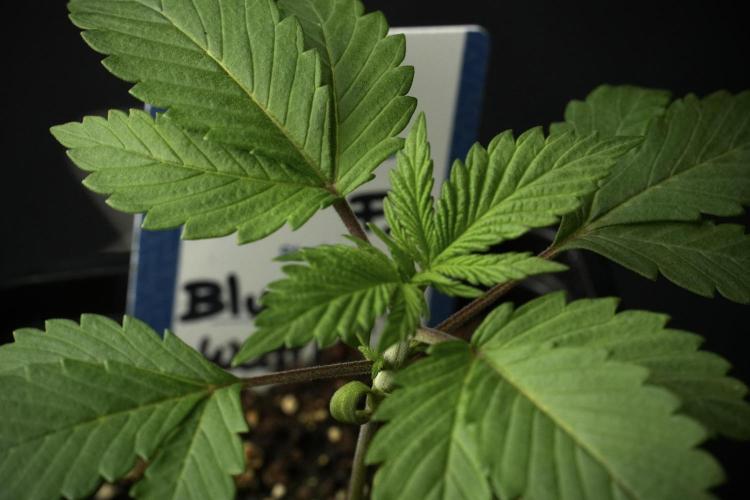 Pheno B Blue Waffle  F1 Zamnesia. Week 2 - Blue Waffle F1