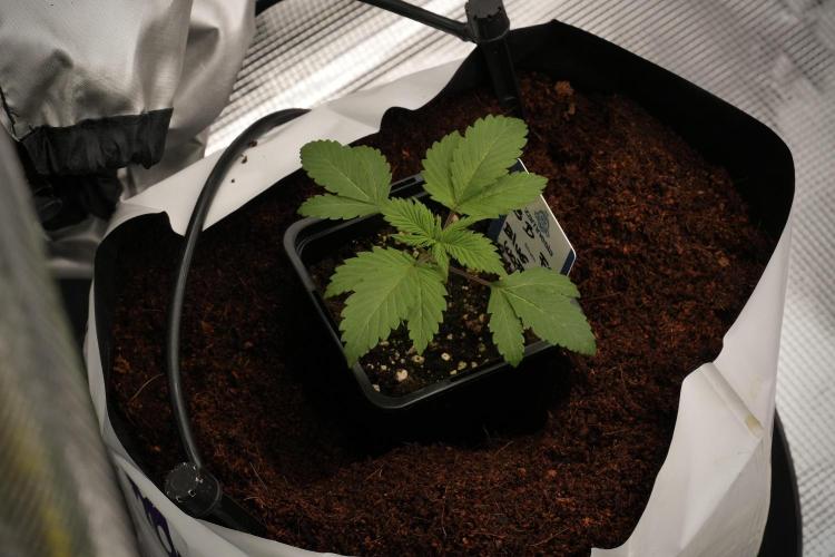 Pheno B Blue Waffle  F1 Zamnesia. Week 2 - Blue Waffle F1