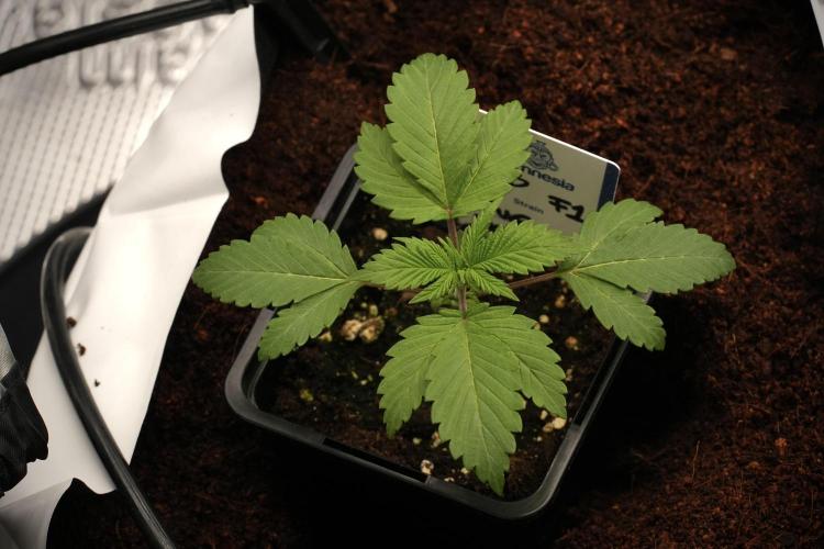 Pheno B Blue Waffle  F1 Zamnesia. Week 2 - Blue Waffle F1
