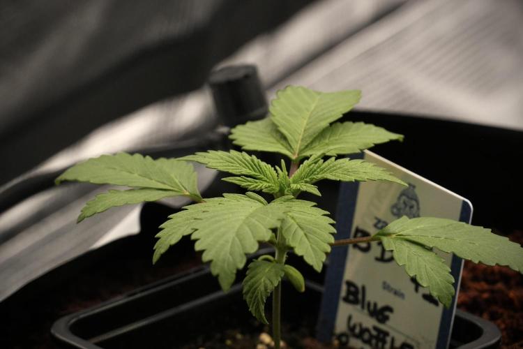 Pheno B Blue Waffle  F1 Zamnesia. Week 2 - Blue Waffle F1