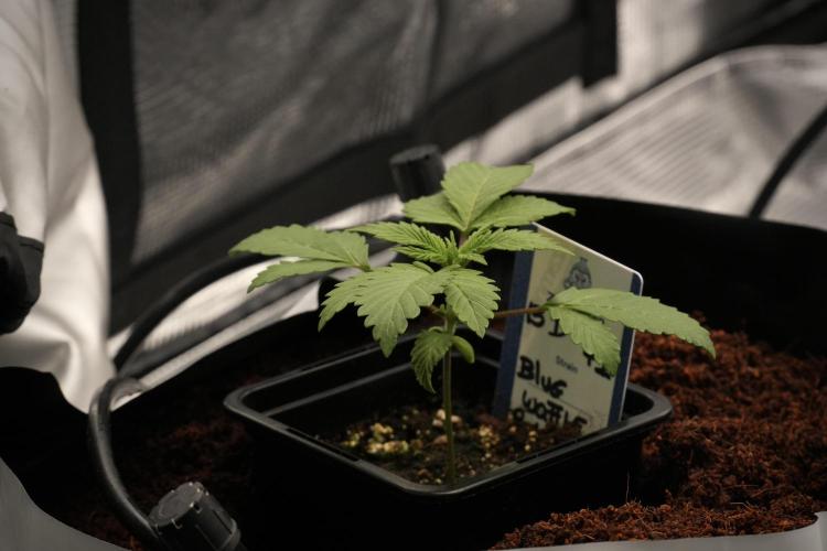 Pheno B Blue Waffle  F1 Zamnesia. Week 2 - Blue Waffle F1