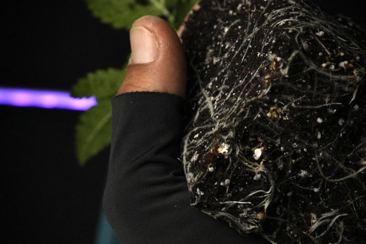 Pheno B Blue Waffle  F1 Zamnesia. Week 2 - Blue Waffle F1 roots