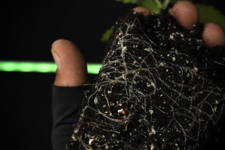Pheno B Blue Waffle  F1 Zamnesia. Week 2 - Blue Waffle F1 roots