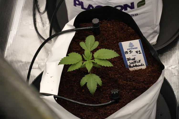 Pheno B Blue Waffle  F1 Zamnesia. Week 2 - Blue Waffle F1 transplanted 