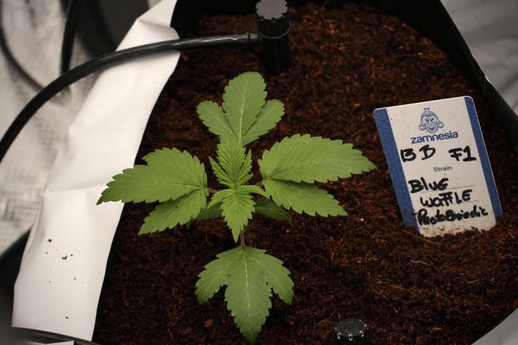 Pheno B Blue Waffle  F1 Zamnesia. Week 2 - Blue Waffle F1 transplanted 