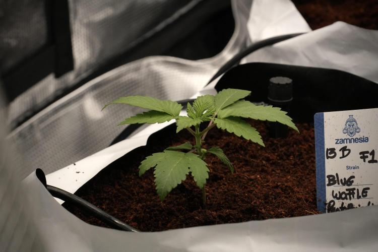 Pheno B Blue Waffle  F1 Zamnesia. Week 2 - Blue Waffle F1 transplanted 