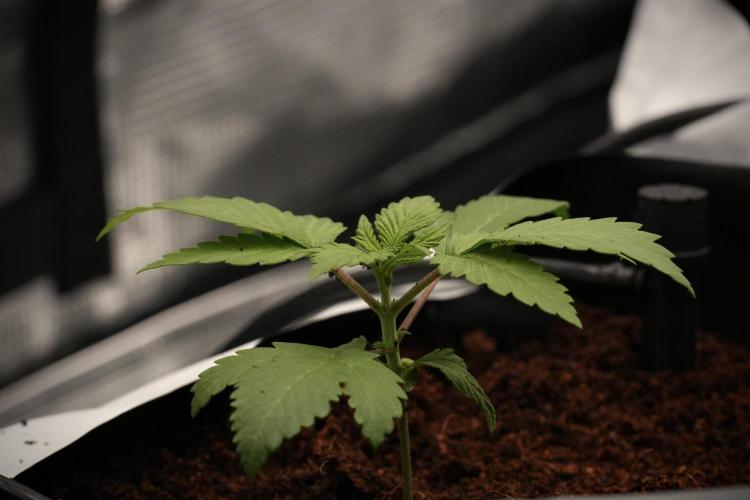 Pheno B Blue Waffle  F1 Zamnesia. Week 2 - Blue Waffle F1 transplanted 