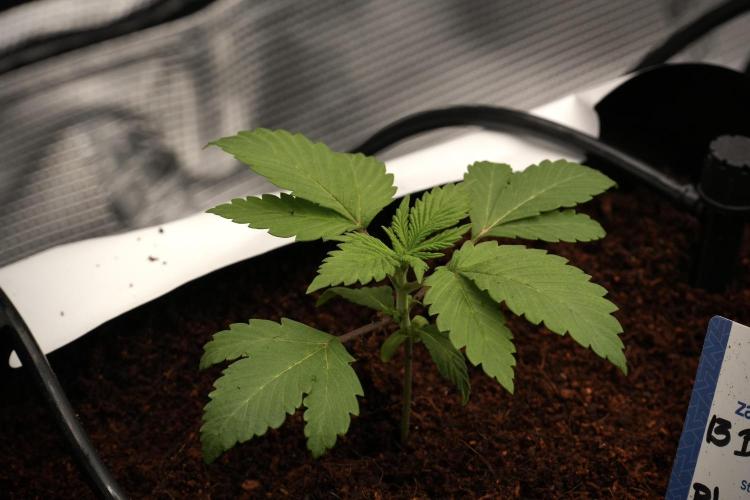 Pheno B Blue Waffle  F1 Zamnesia. Week 2 - Blue Waffle F1 transplanted 