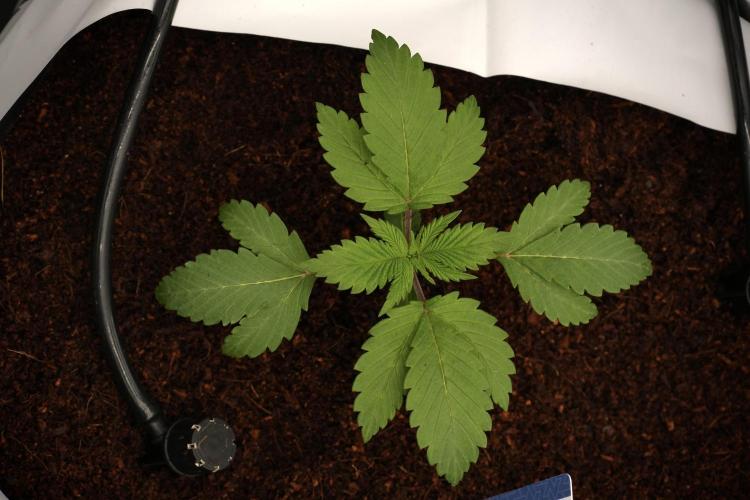Pheno B Blue Waffle  F1 Zamnesia. Week 2 - Blue Waffle F1 transplanted 
