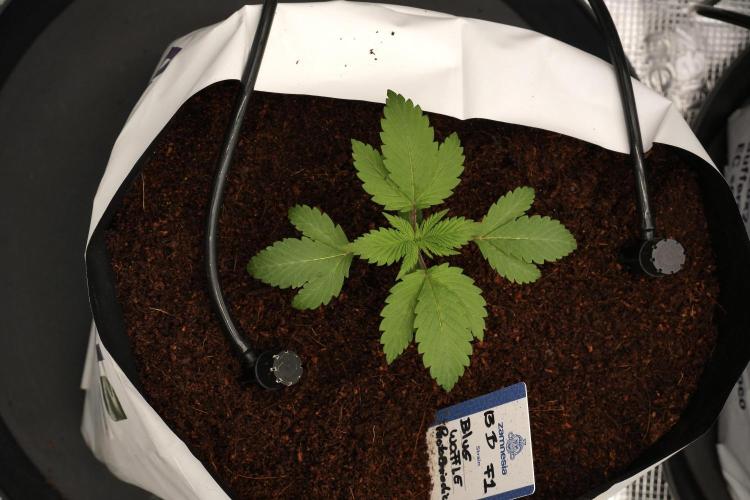 Pheno B Blue Waffle  F1 Zamnesia. Week 2 - Blue Waffle F1 transplanted 