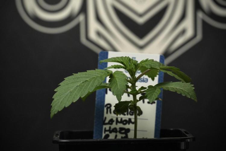 Pickle Lemon Haze F1 Zamnesia Pheno A. Week 2 - PLH Pheno A