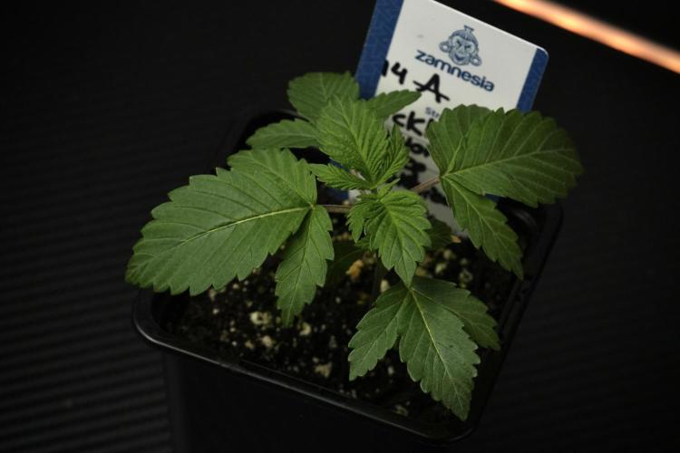 Pickle Lemon Haze F1 Zamnesia Pheno A. Week 2 - PLH Pheno A