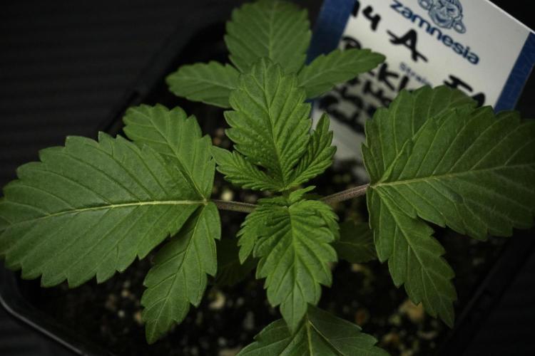 Pickle Lemon Haze F1 Zamnesia Pheno A. Week 2 - PLH Pheno A