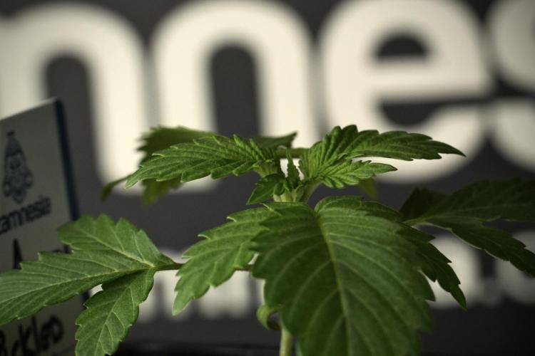 Pickle Lemon Haze F1 Zamnesia Pheno A. Week 2 - PLH Pheno A
