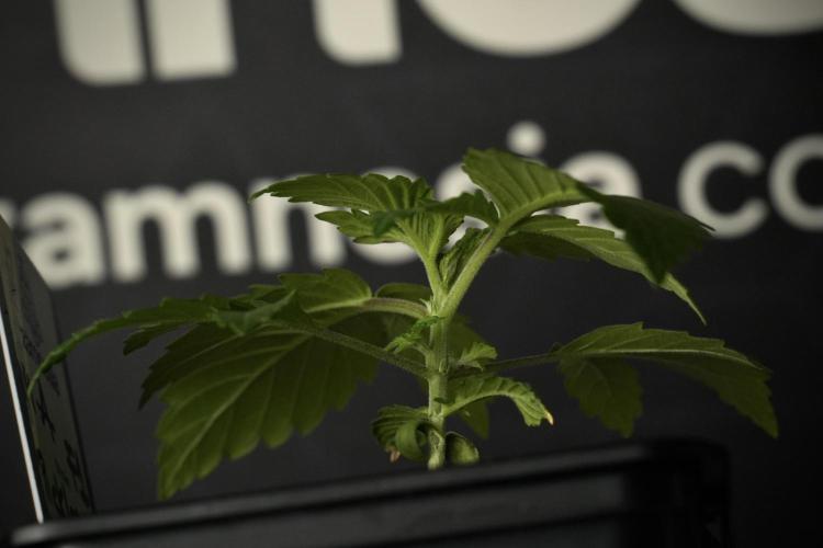 Pickle Lemon Haze F1 Zamnesia Pheno A. Week 2 - PLH Pheno A